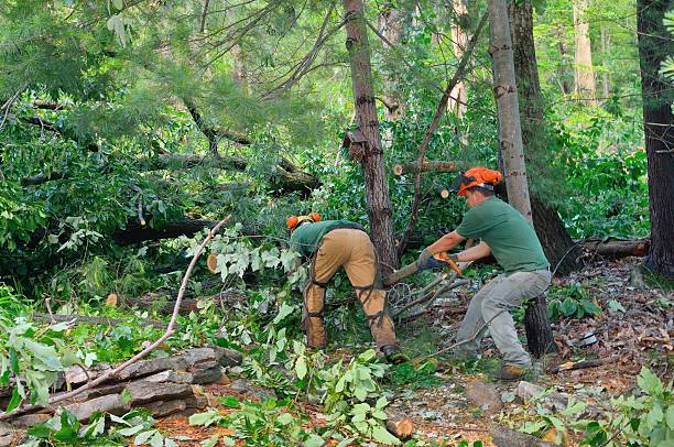 Best Emergency Tree Removal  in Eldridge, IA